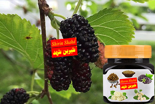 مرکز اصلی خرید عمده شیره توت ارگانیک